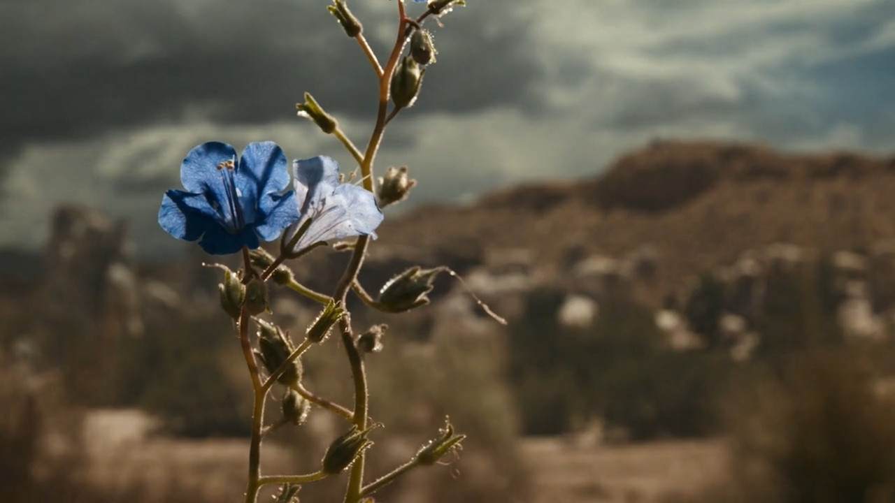 A flower grows where Nacho died